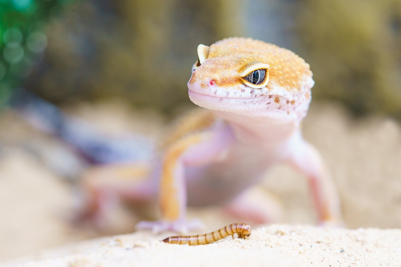 gecko, reptile, nature