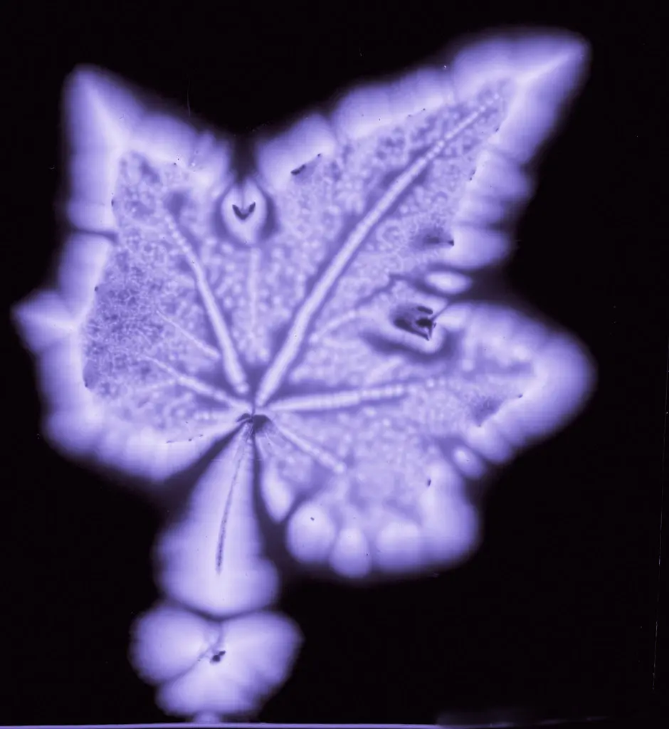 Kirlian leaf