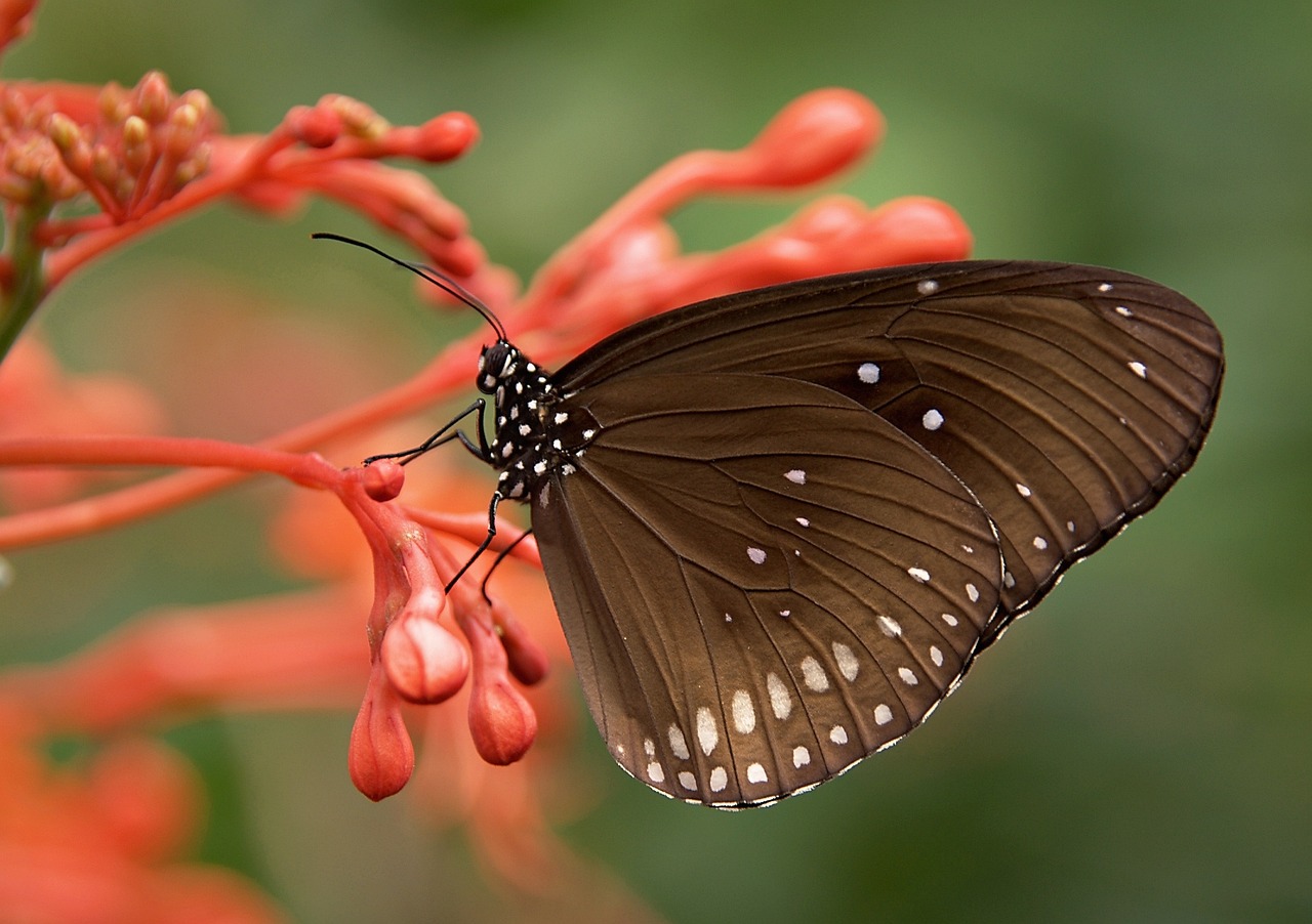 butterfly, insect, animal