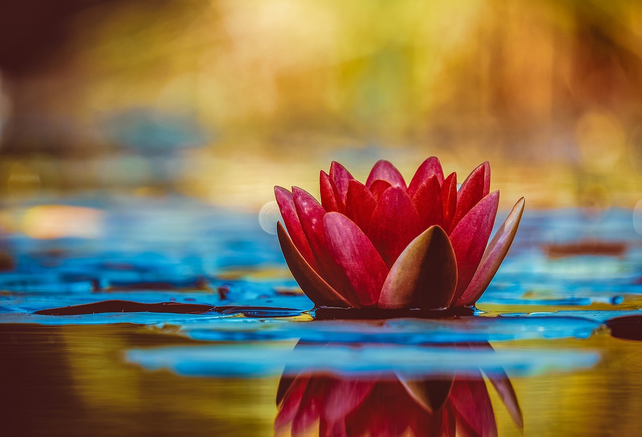 water lily, flower wallpaper, flower