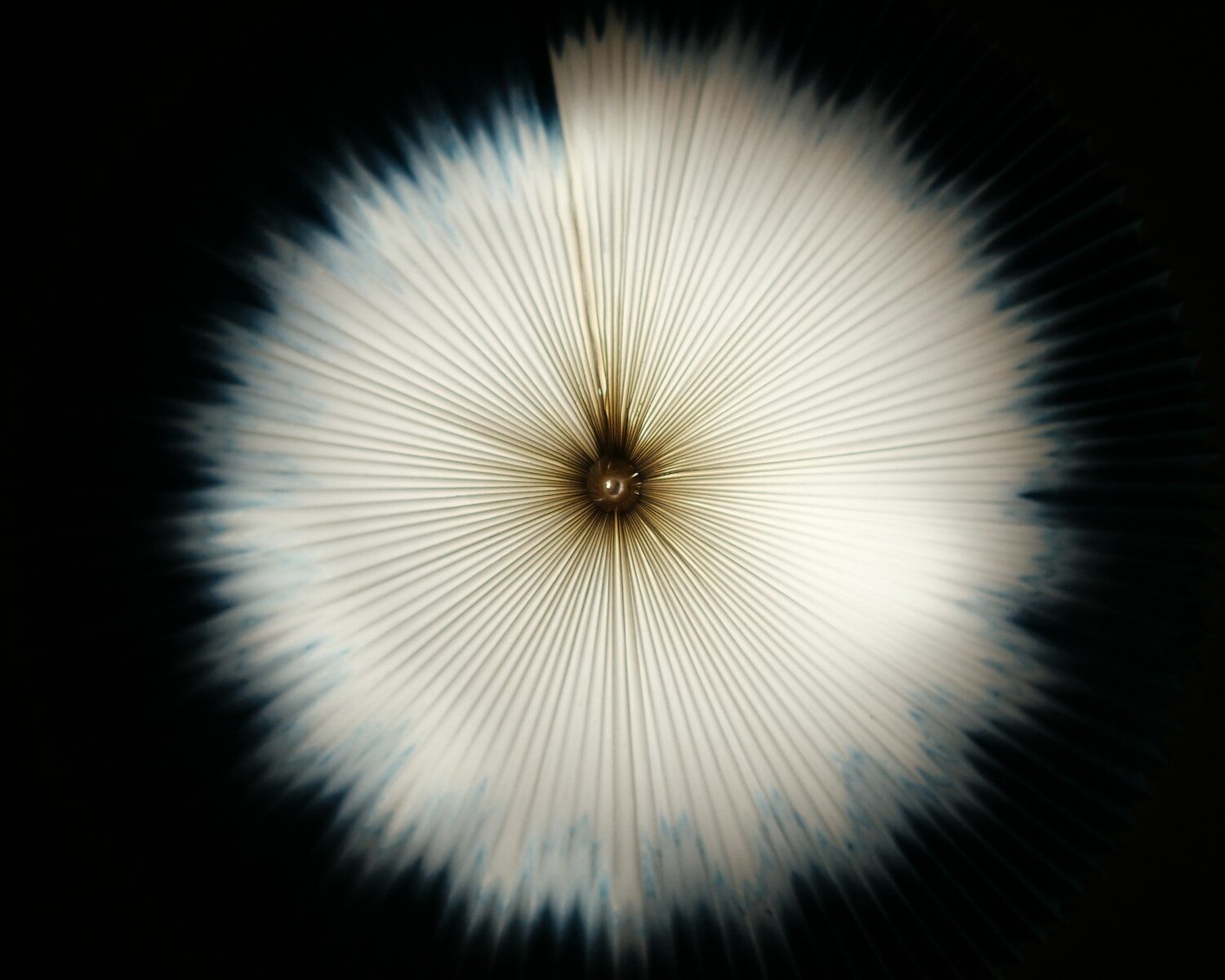 Zoom-burst photograph with radiating lines of motion