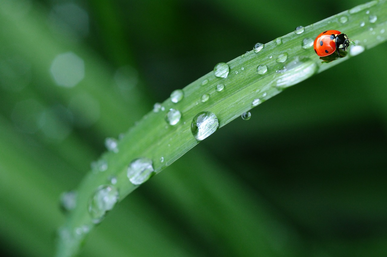 raindrops, sheets, ladybug