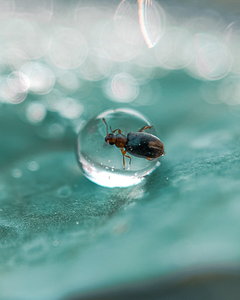 a bee on a glass