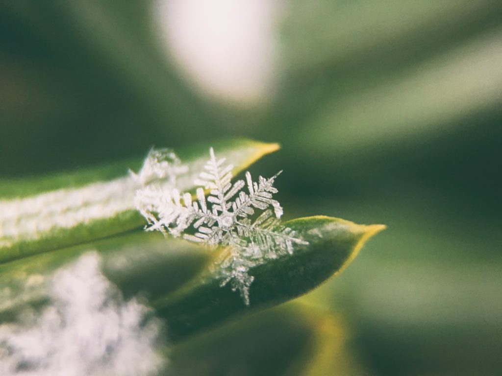 photo of snowflakes