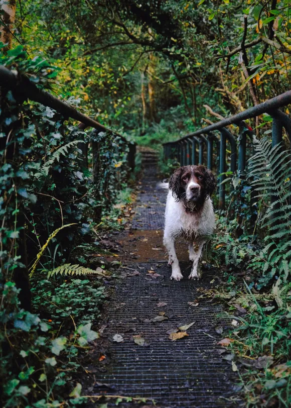 dog in nature