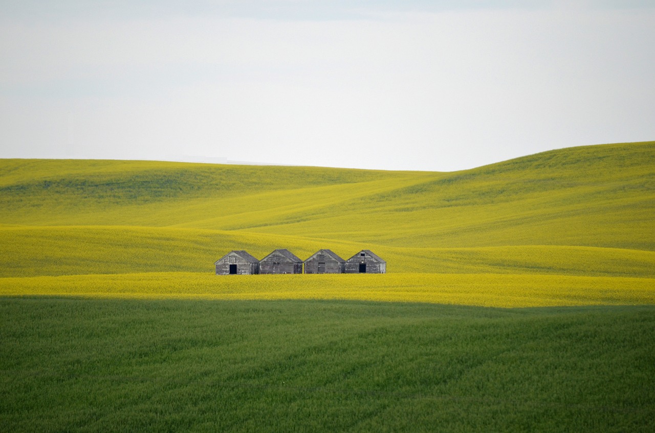 field, hills, barns