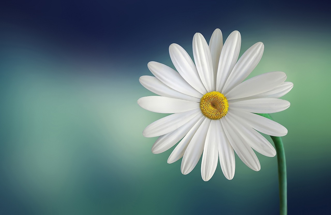 marguerite, daisy, beautiful flowers