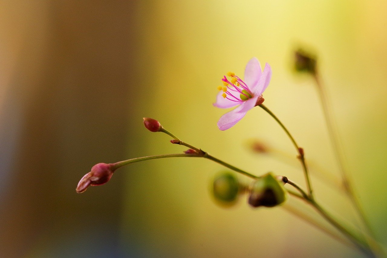 ground ginseng, flower, pink flower
