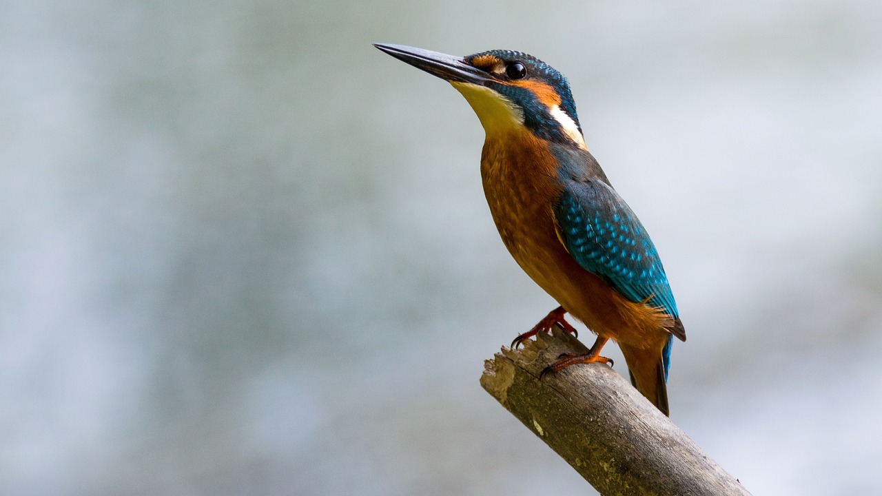 kingfisher, bird, wood