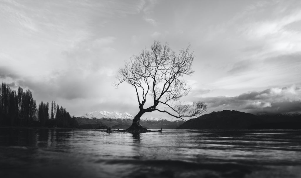 grayscale photo of bare tree on calm body of water