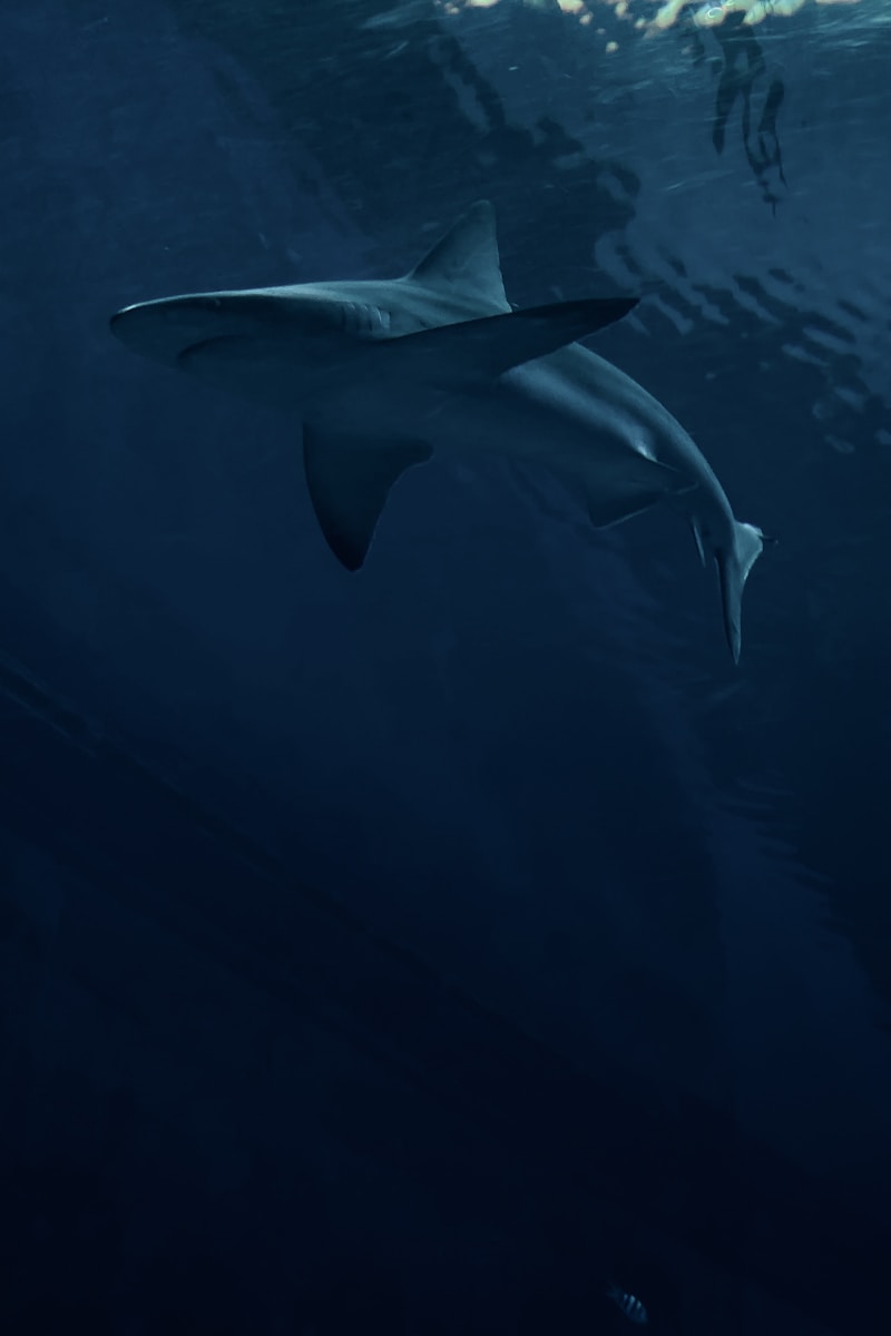 white shark under the sea