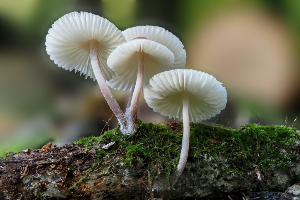 tiny white umbrella fungi