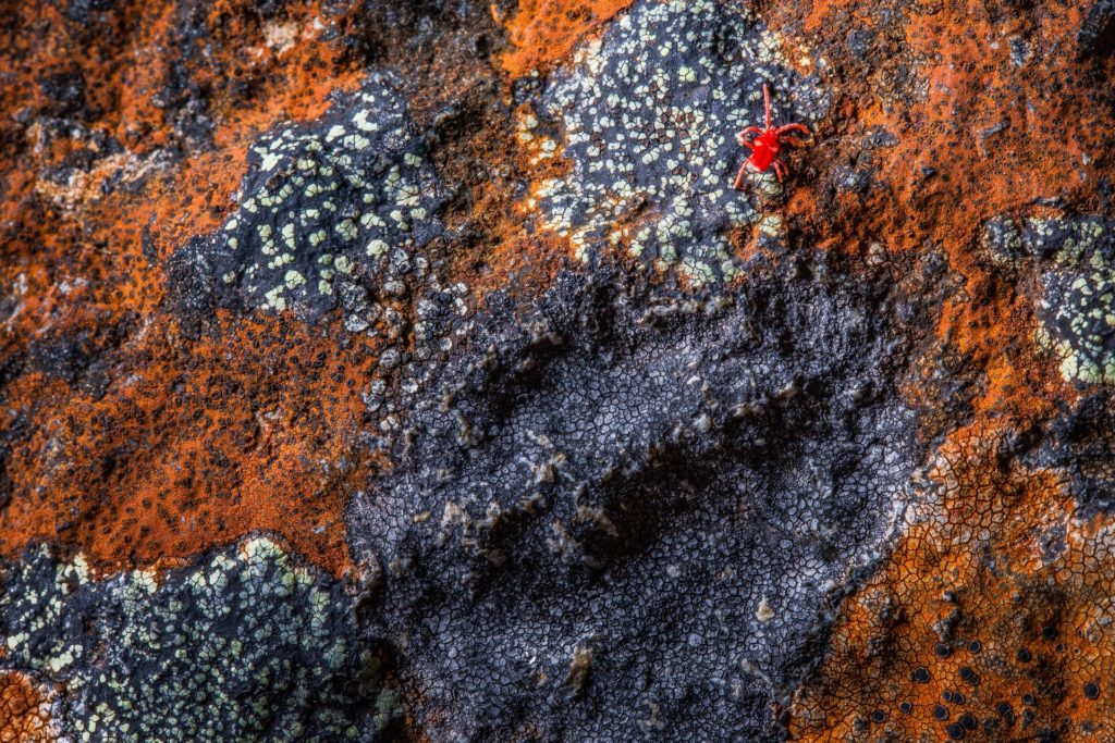 orange lichen