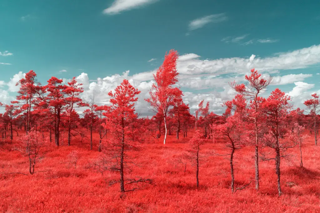 pierre-louis ferrer infrared forest