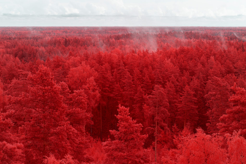 pierre-louis ferrer infrared forest
