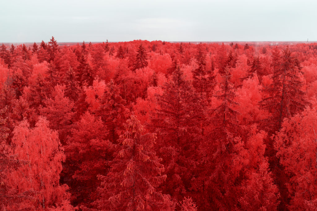 pierre-louis ferrer infrared forest view