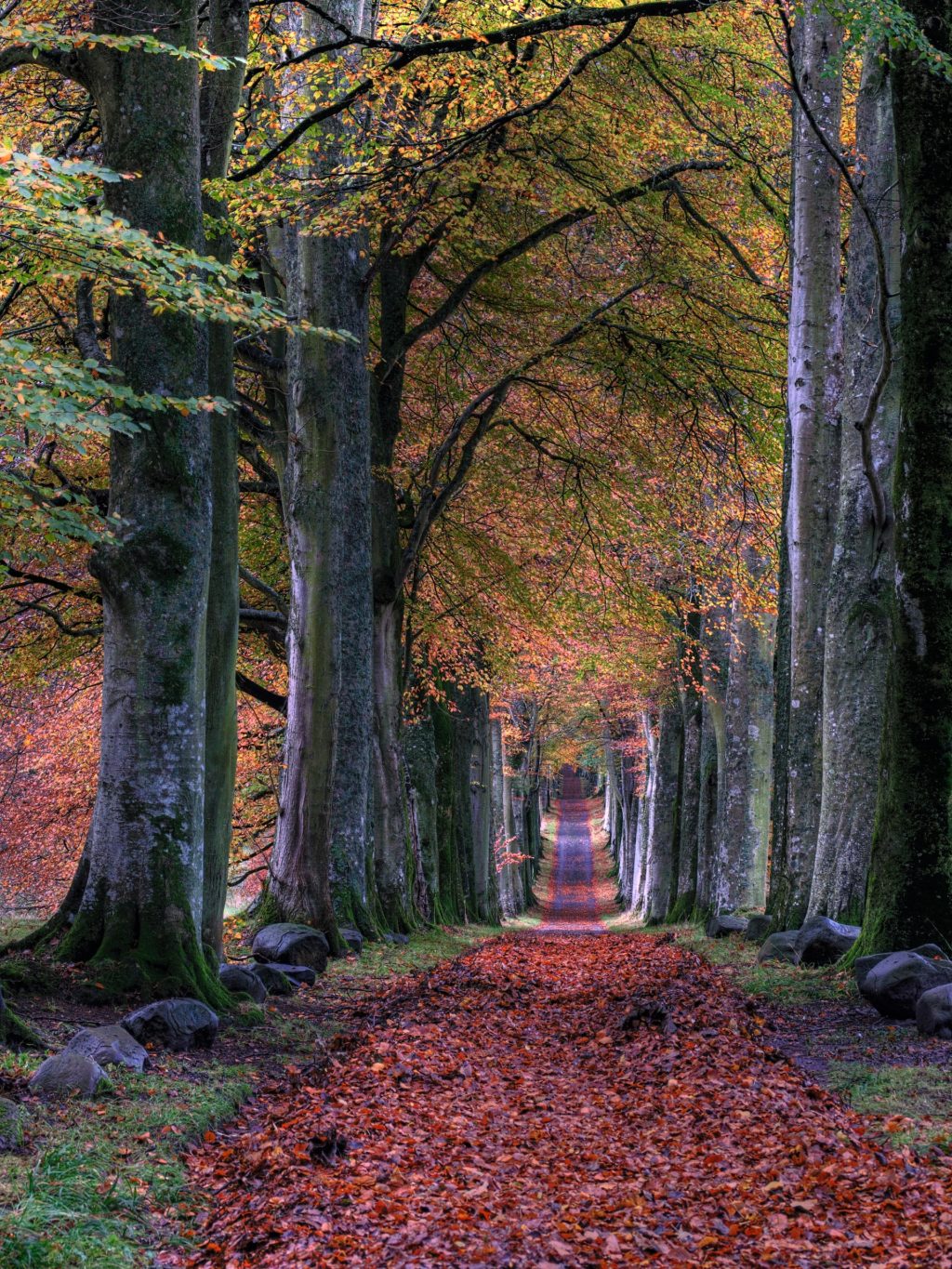 forest at fall