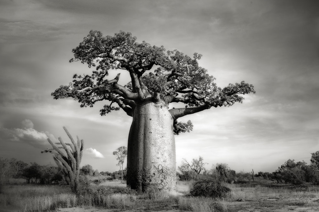 beth moon baobab tree