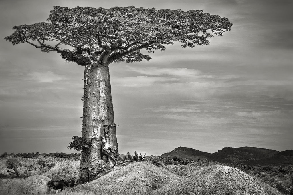 beth moon baobab tree