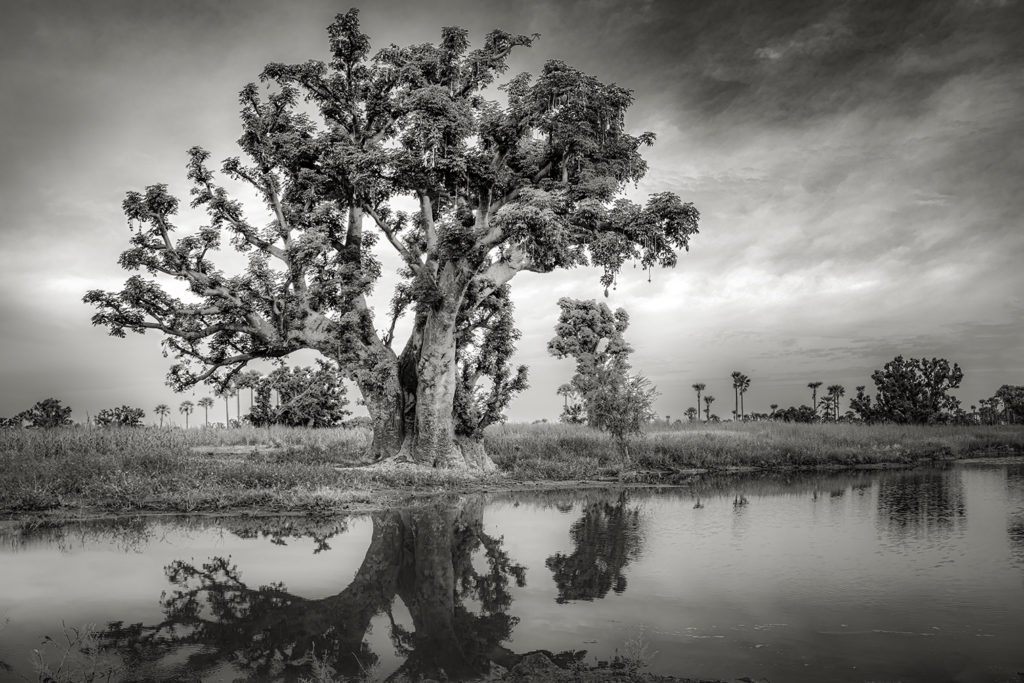 beth moon baobab tree