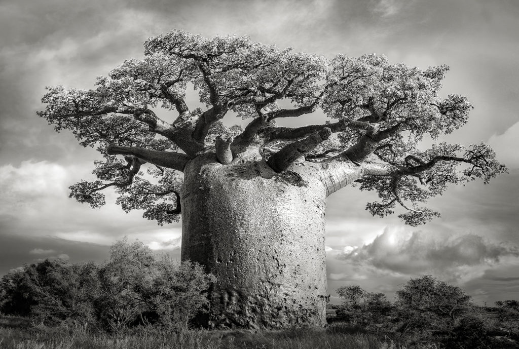 beth moon baobab tree