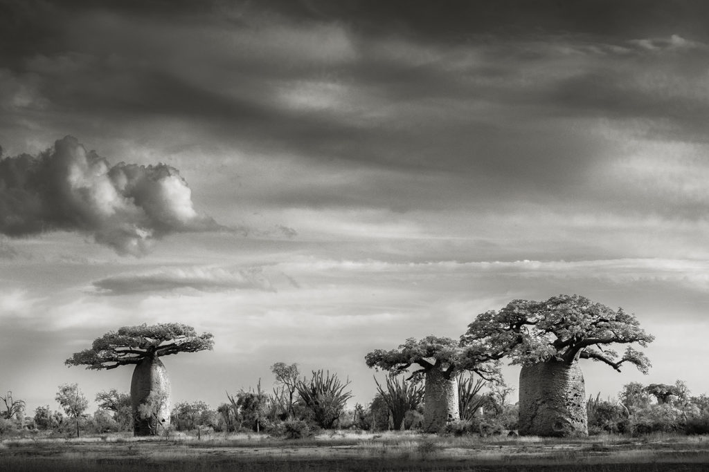 beth moon baobab tree