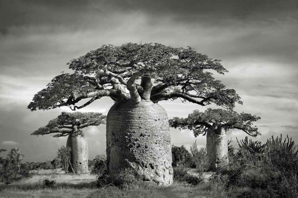 beth moon baobab tree