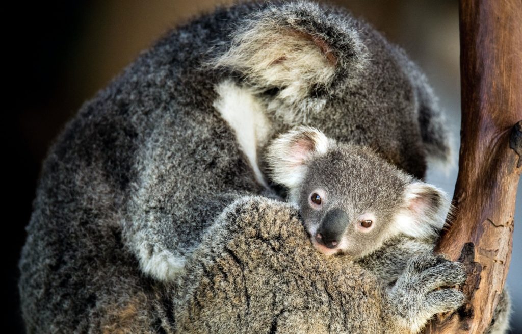 koala portrait