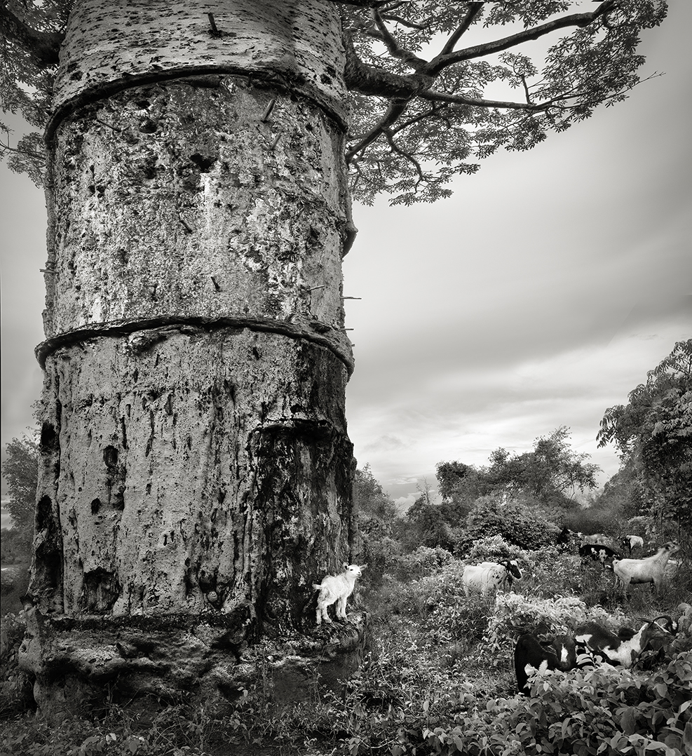 beth moon baobab tree