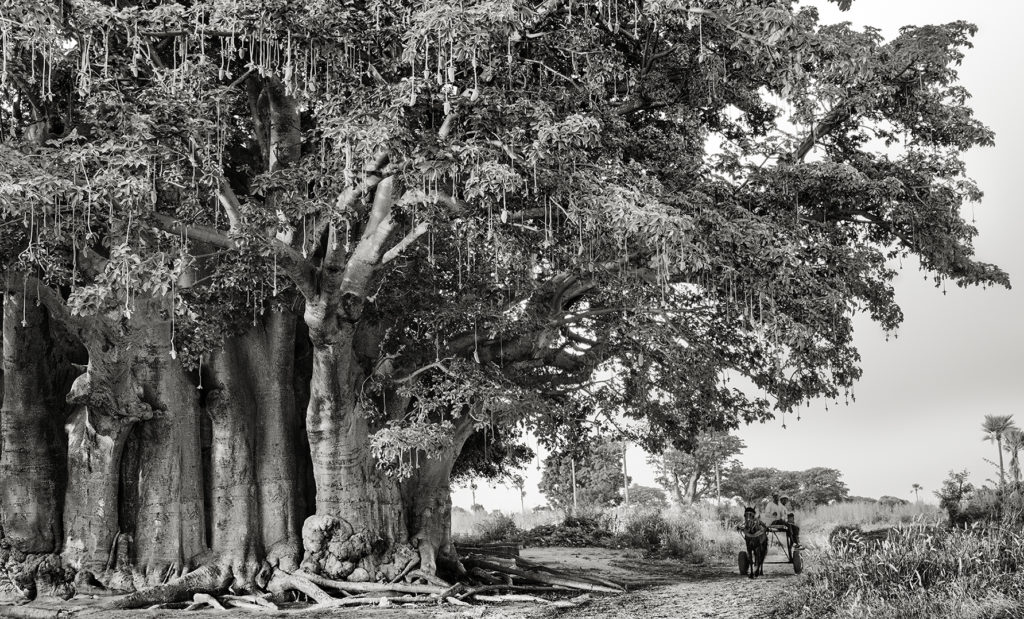 beth moon baobab tree