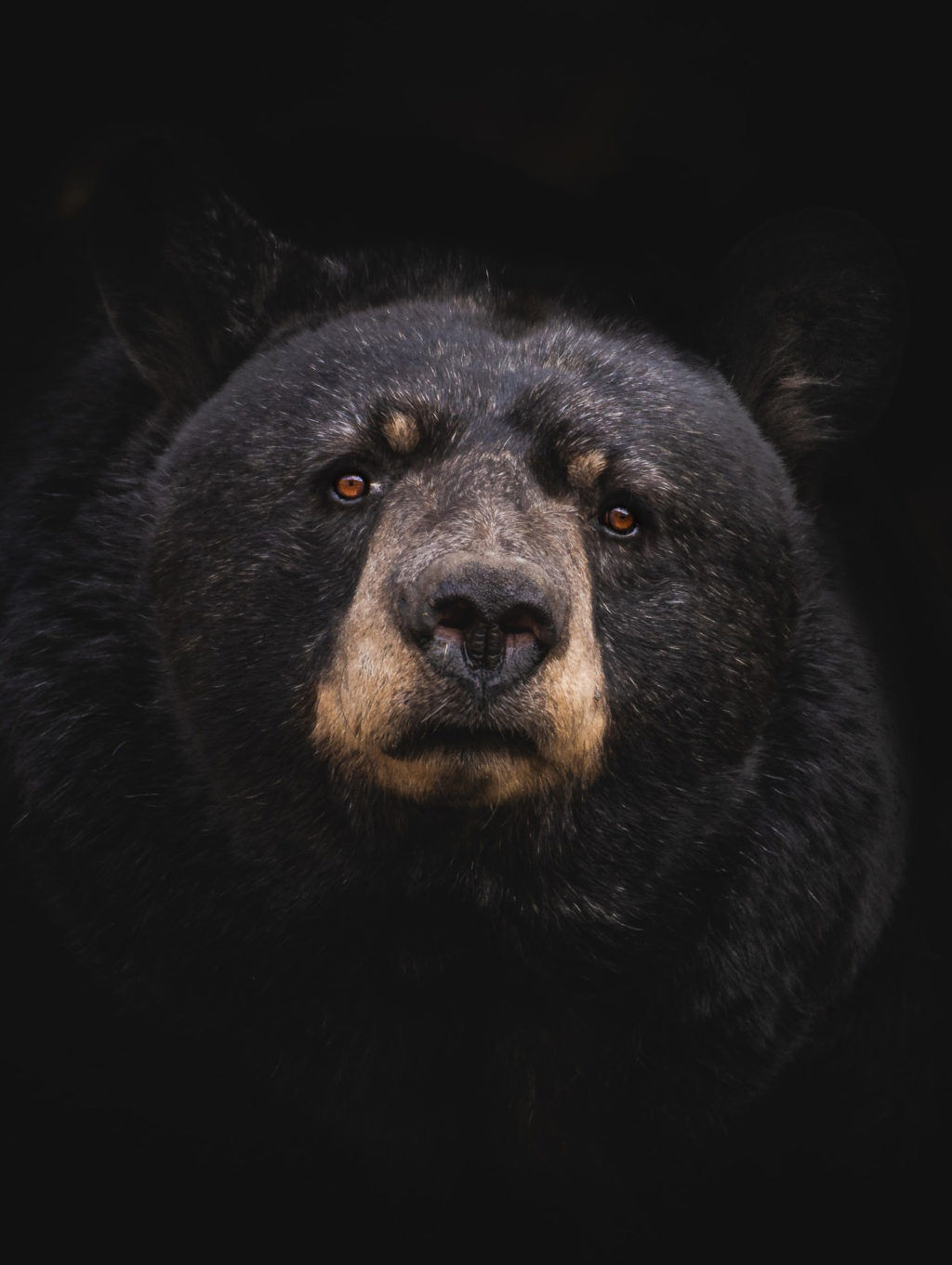 black bear