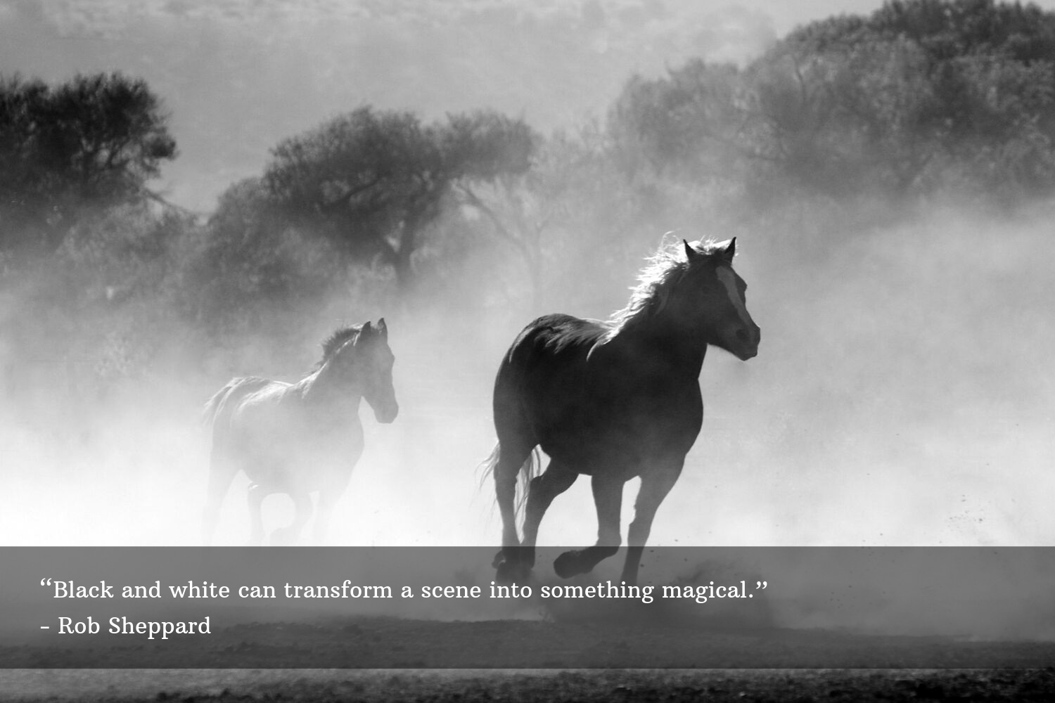 70 Black And White Quotes To Inspire Your Photography