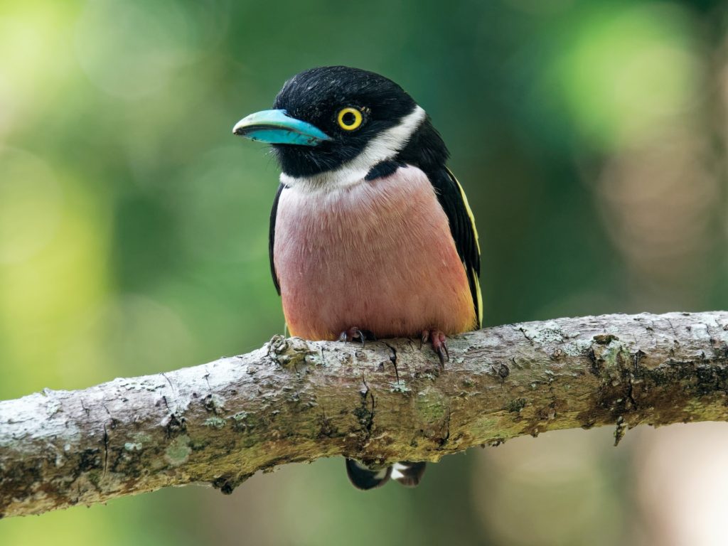 small bird with black head