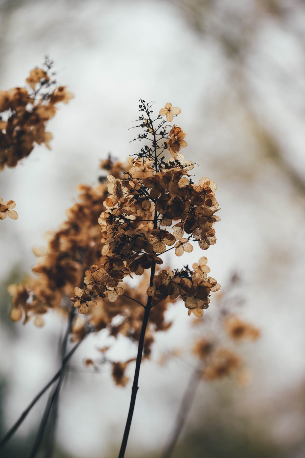 delicate leaves