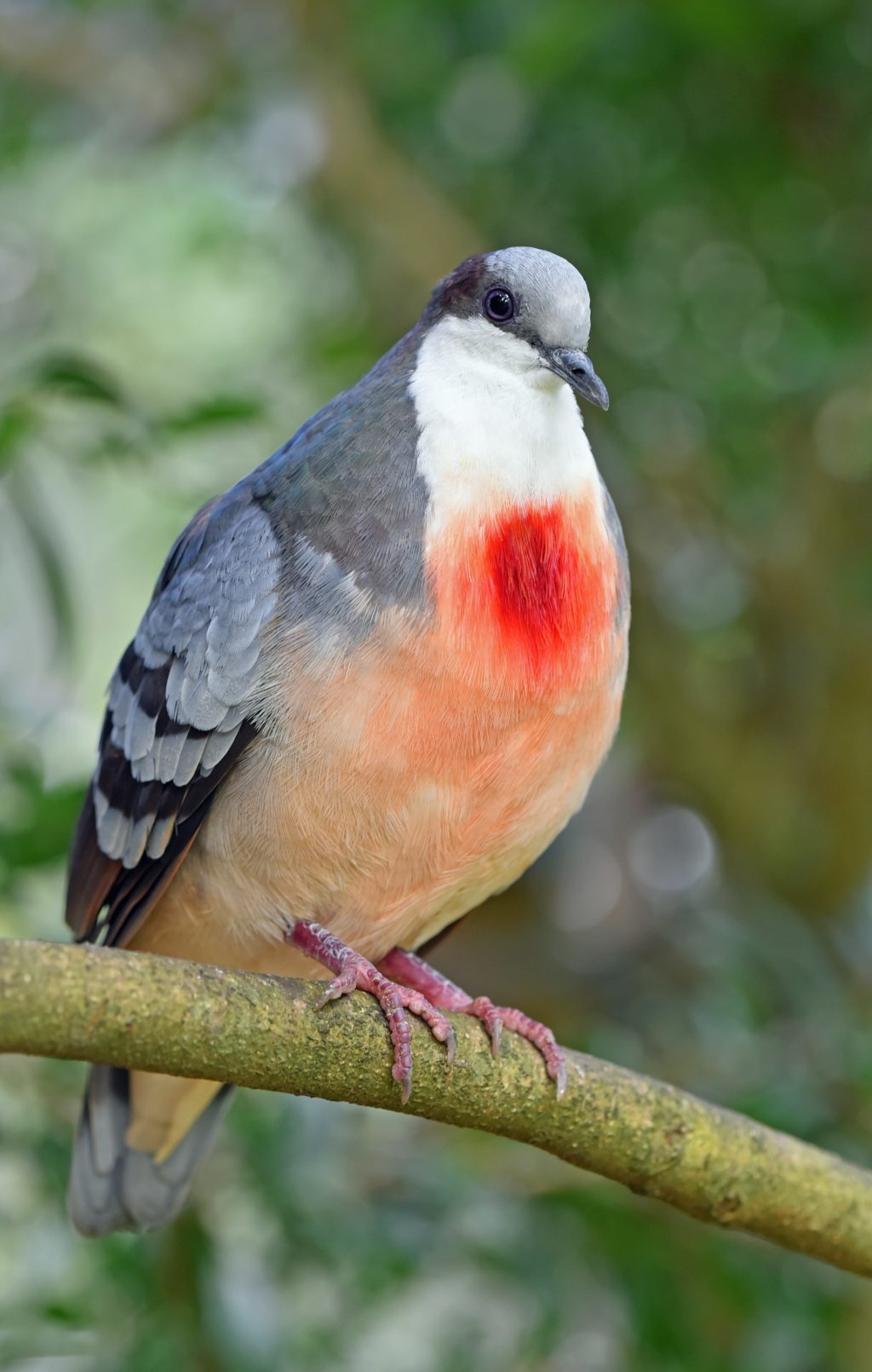 bird with a red mark on the chest