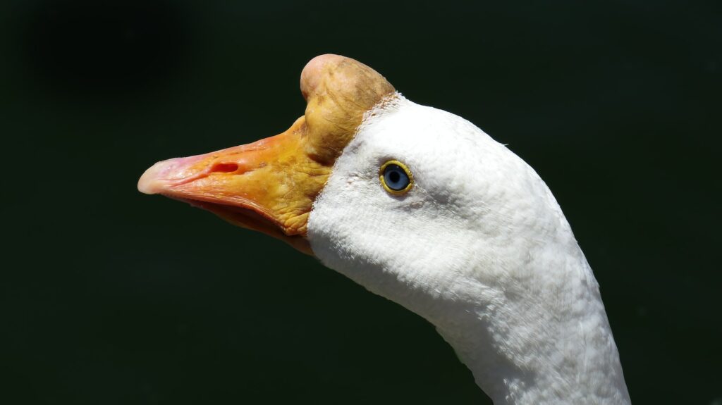 goose