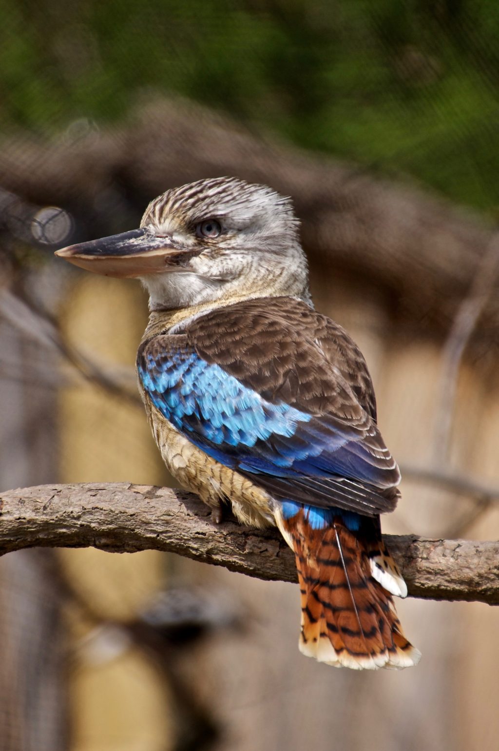 brown and blue bird