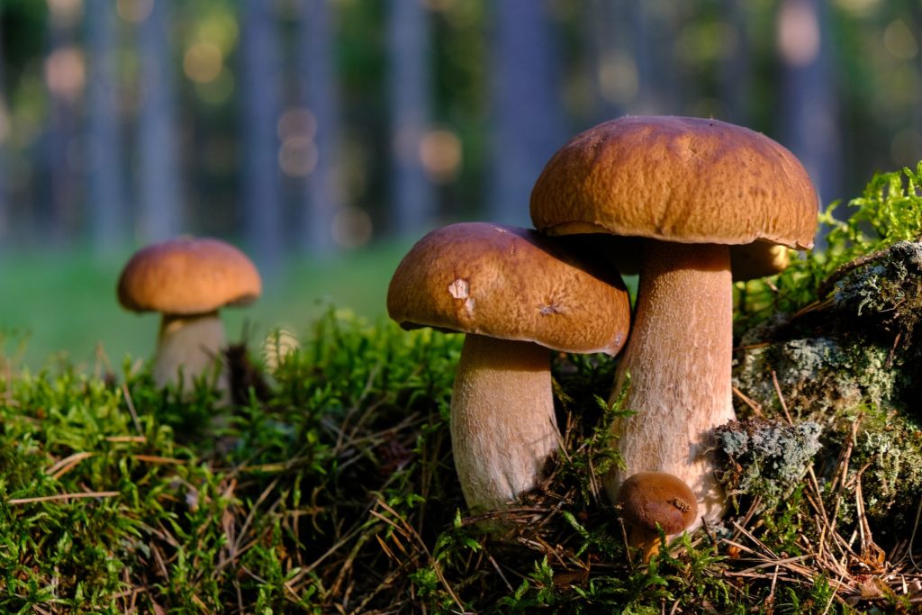 brown mushroom