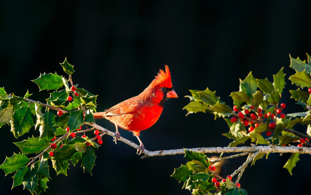 cardinal bird