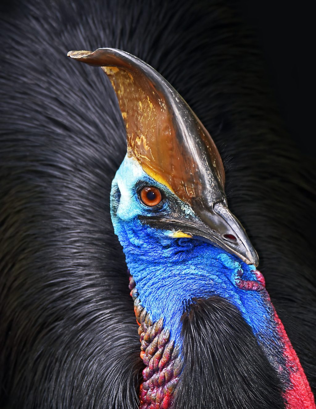 bird with a large beak
