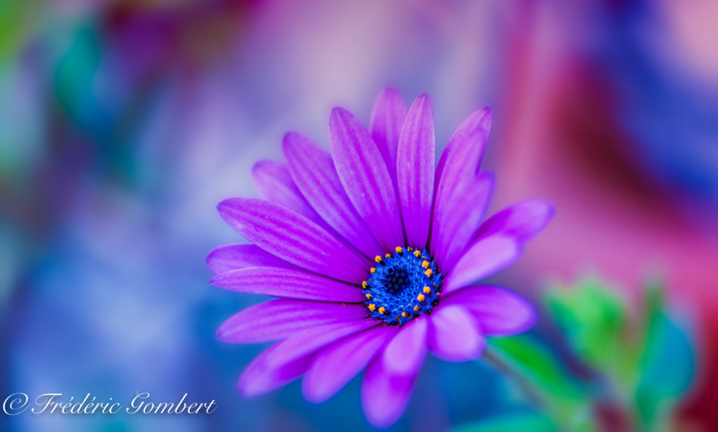 frederic gombert