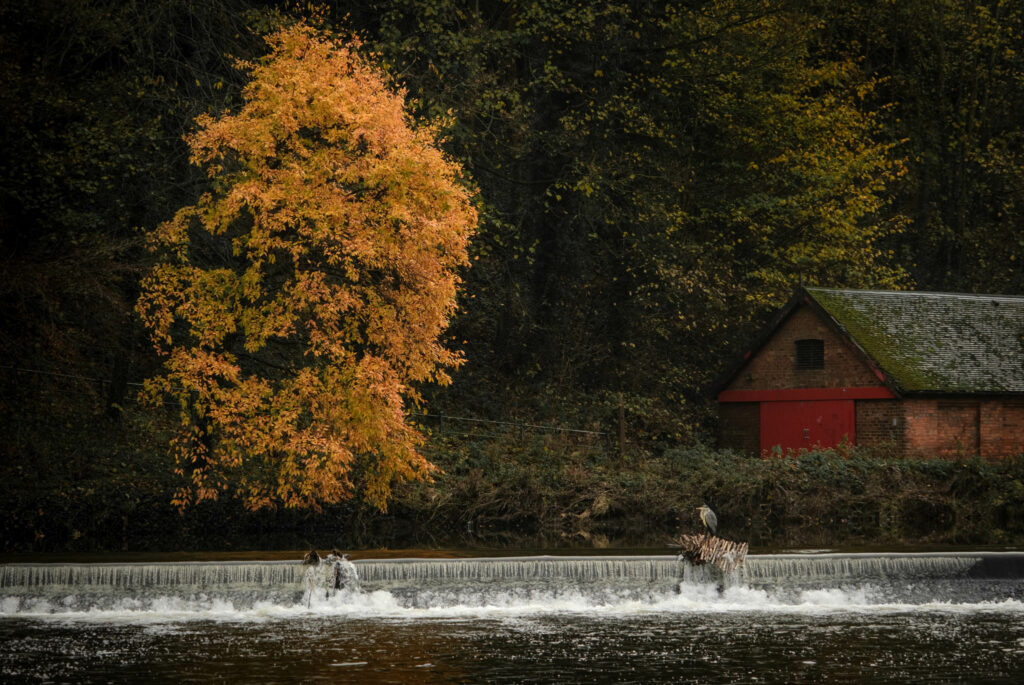 Orange leaved tree on the River Wear in Durham in Winter with heoron sitting on driftwood