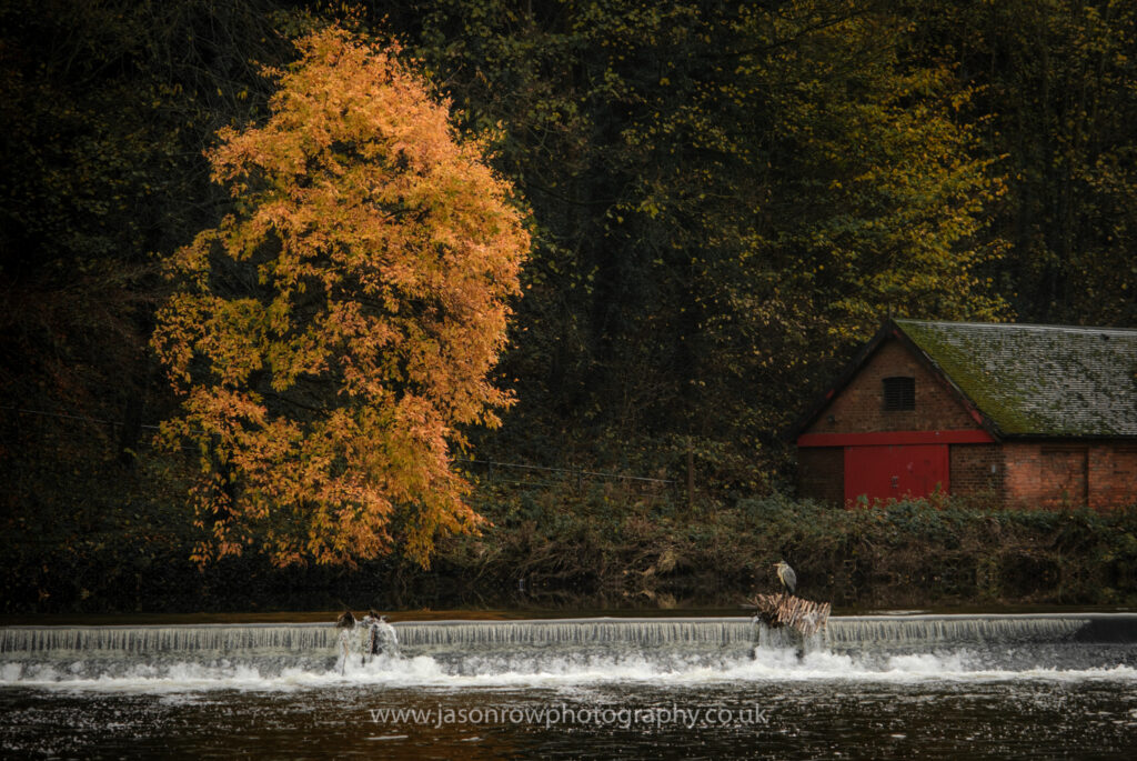 A heron sits by a weir on the River Wear in Durham. The last leaves of autumn are on a nearby tree