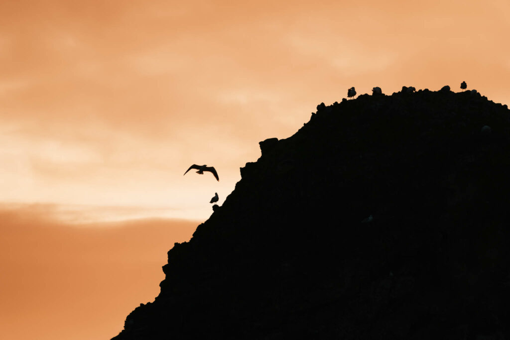 Gull flies from large rock, backlit by rising sun
