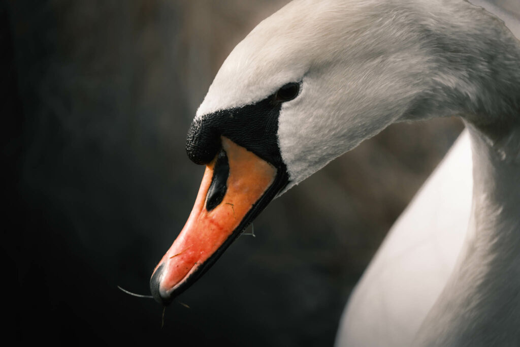 Close up of swan's head