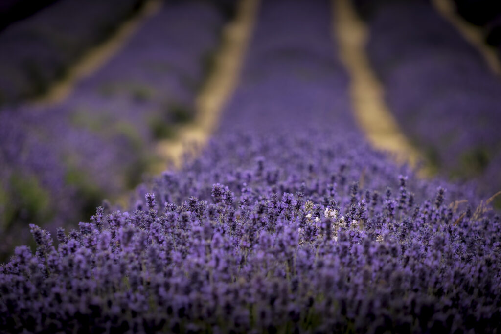 White lavender in a field of purple lavender in south london  with shallow depth of field