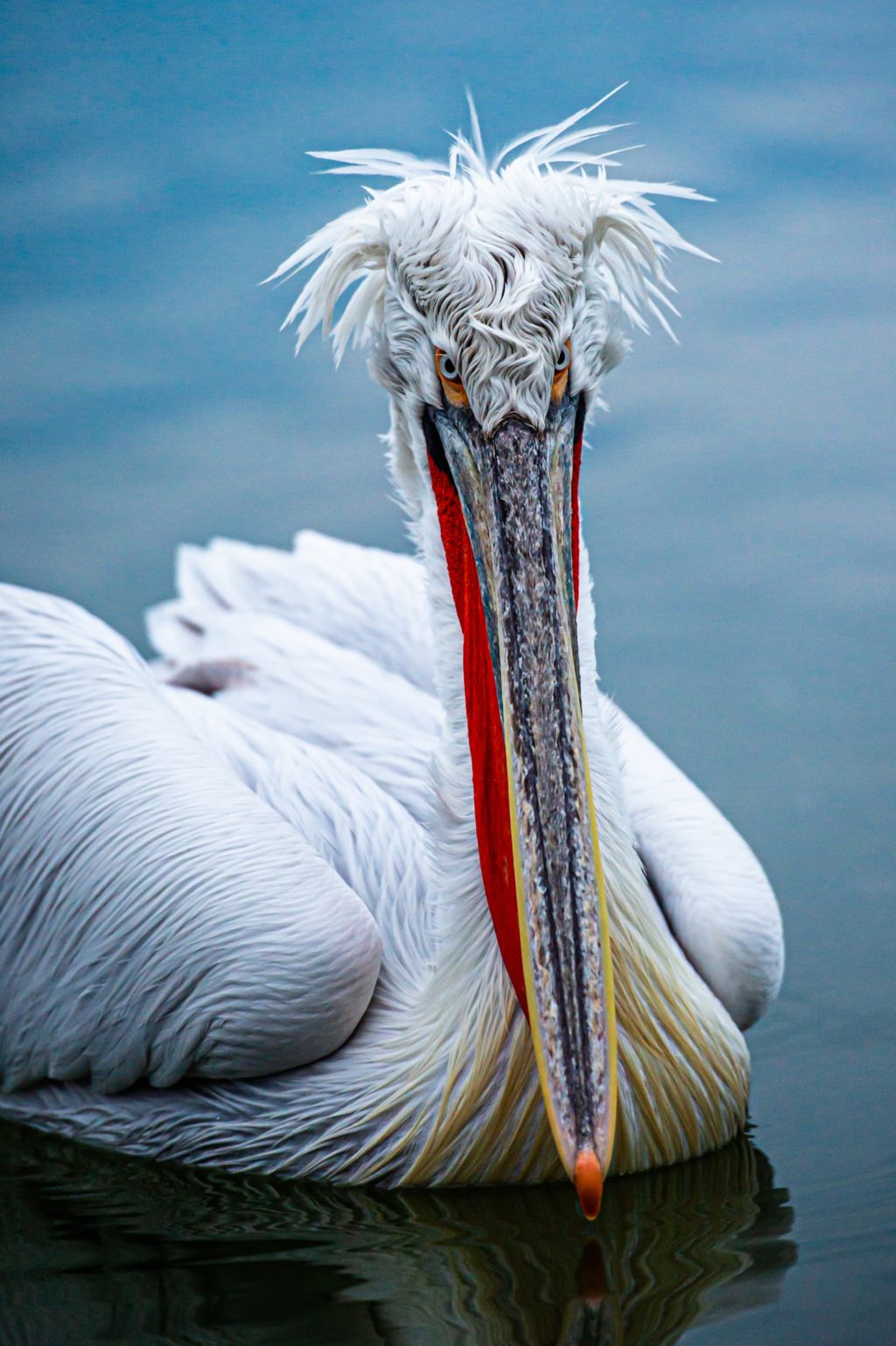 bird portrait