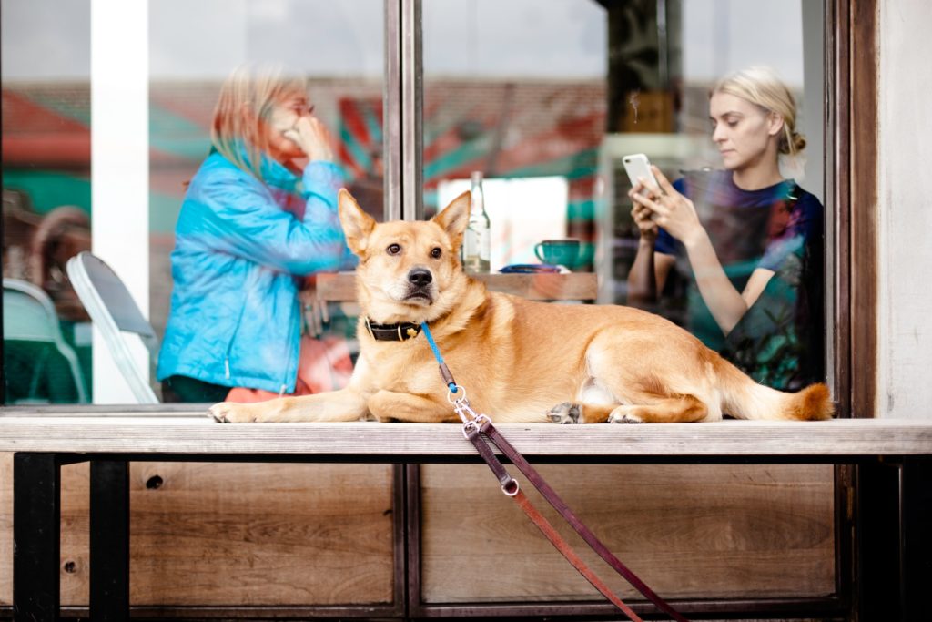 dog in the window 