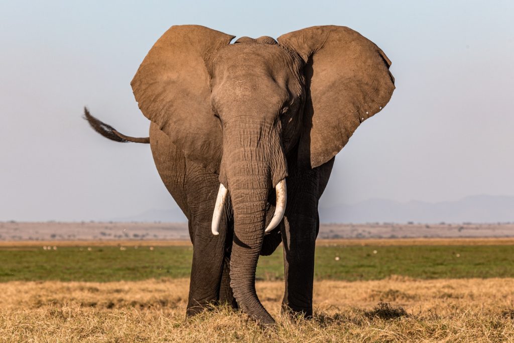 elephant wildlife photography