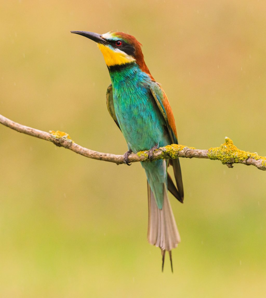 colorful small bird